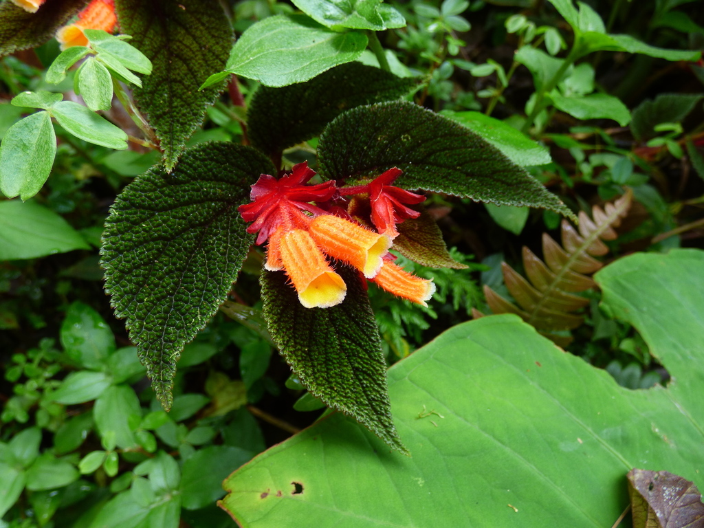 Begonia lehmannii · NaturaLista Colombia