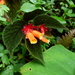 Begonia lehmannii - Photo no rights reserved, uploaded by Daniel van der Post