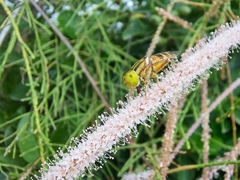 Eristalinus megacephalus