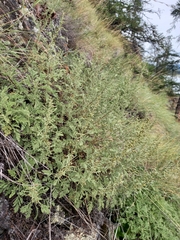 Artemisia tanacetifolia