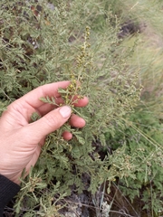 Artemisia tanacetifolia