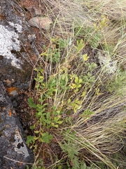 Potentilla sanguisorba