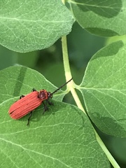 Lopheros rubens