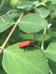 Lopheros rubens