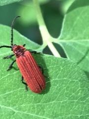 Lopheros rubens