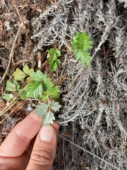 Potentilla uniflora