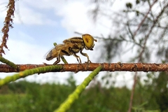Eristalinus megacephalus