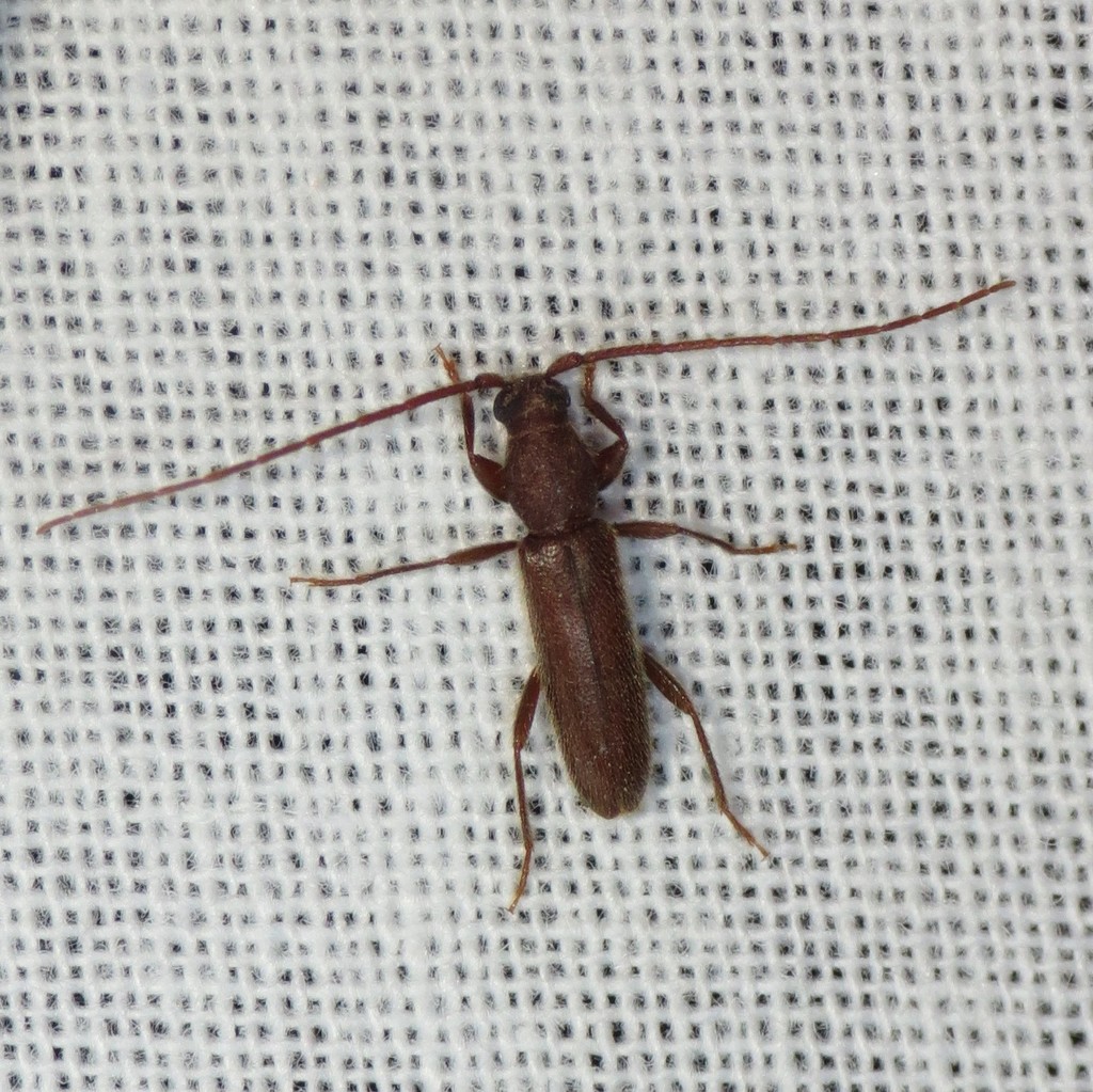 Geropa