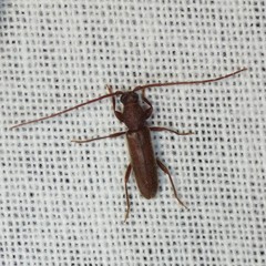 Geropa concolor