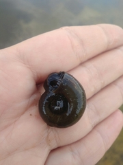 Planorbarius corneus