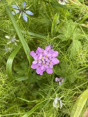 Magnoliopsida