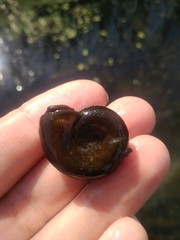 Planorbarius corneus