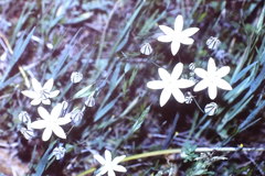 Triteleia ixioides