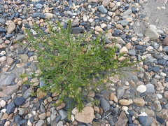 Corispermum crassifolium