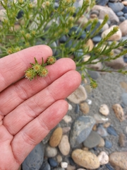 Corispermum crassifolium