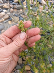 Corispermum crassifolium