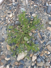 Corispermum crassifolium