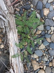 Astragalus schelichowii