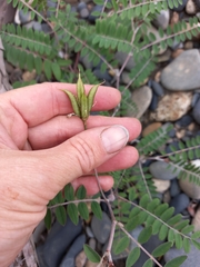 Astragalus schelichowii
