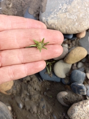 Corispermum crassifolium