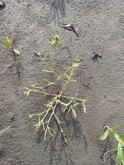 Corispermum crassifolium