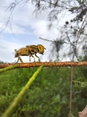 Eristalinus megacephalus