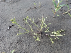 Corispermum crassifolium