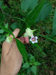 Hemigraphis glaucescens