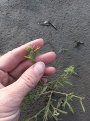Corispermum crassifolium