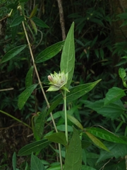 Hemigraphis glaucescens