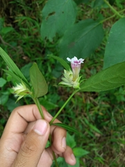 Hemigraphis glaucescens