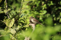 Passer domesticus