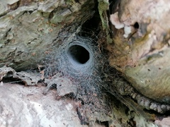 Segestria florentina