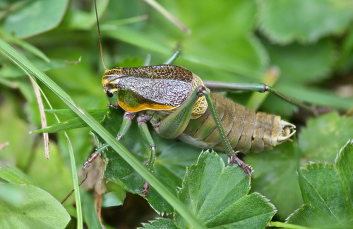 Psorodonotus venosus