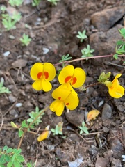 Smithia hirsuta