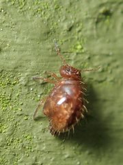 Allacma fusca