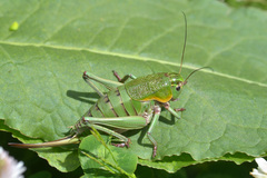 Psorodonotus venosus