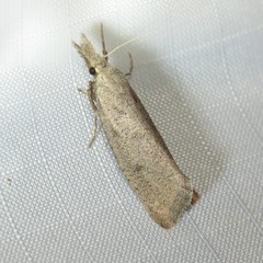 Acrolophus mortipennella