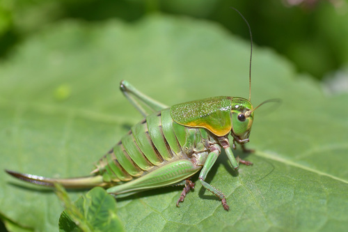 Psorodonotus venosus