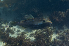 Scobinichthys granulatus