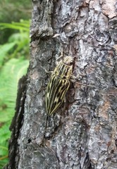 Chalcophora japonica