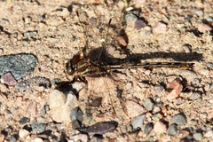 Phanogomphus spicatus