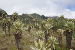 Espeletia hartwegiana