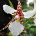 Orquídea de la Sierra Madre Oriental - Photo (c) enriquechavira, algunos derechos reservados (CC BY-NC)