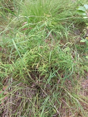 Lathyrus palustris pilosus