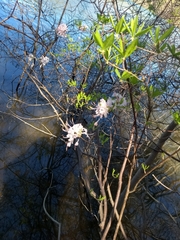 Rhododendron periclymenoides