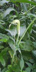 Arisaema tortuosum