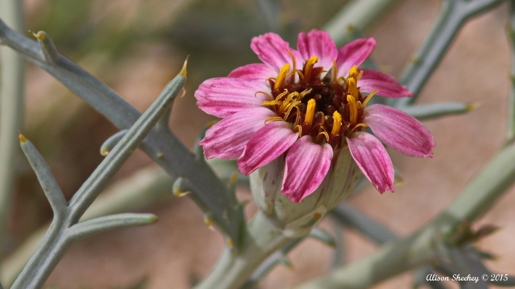 Mojave hole-in-the-sand plant