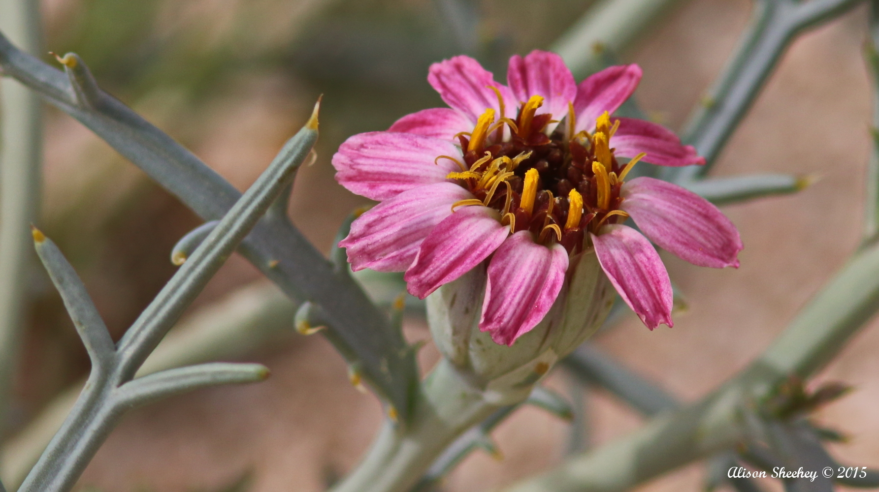 Nicolletia occidentalis