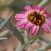 Nicolletia occidentalis - Photo 由 Nature Ali 所上傳的 (c) Nature Ali，保留部份權利CC BY-NC-ND